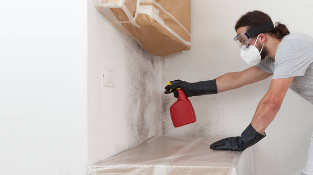 Professional Basement Mold Remediation technician working in Williamstown, PA