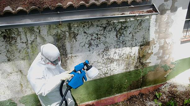 Top rated local Basement Mold Remediation specialists in Williamstown, PA